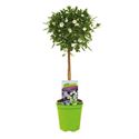 Bild von KP19 Solanum  stam rantonetti Charles White